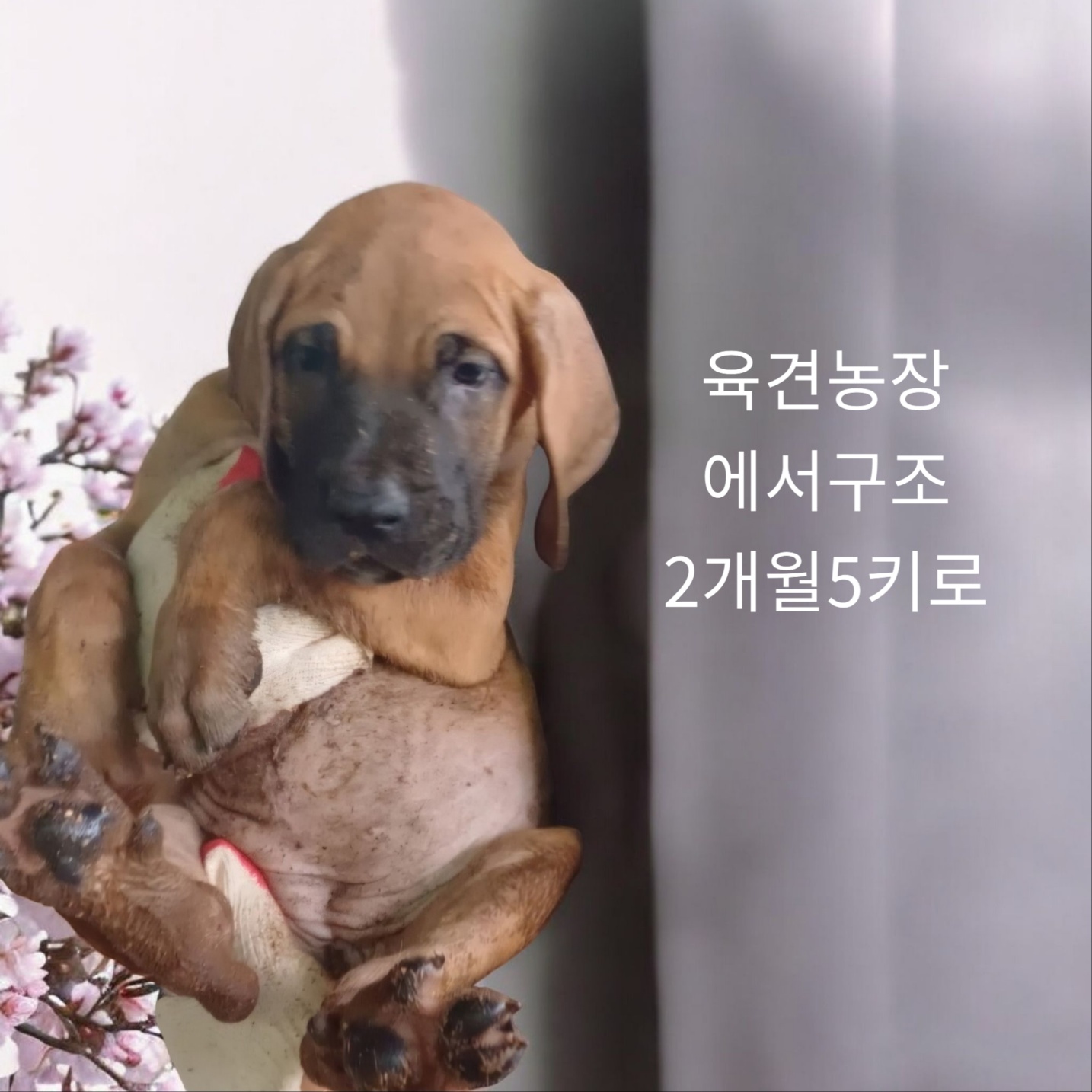 레온베르거믹스인듯 이미지 파일 입니다.